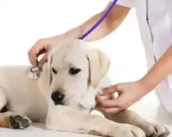 Promotionalwears - veterinary doctors uniforms